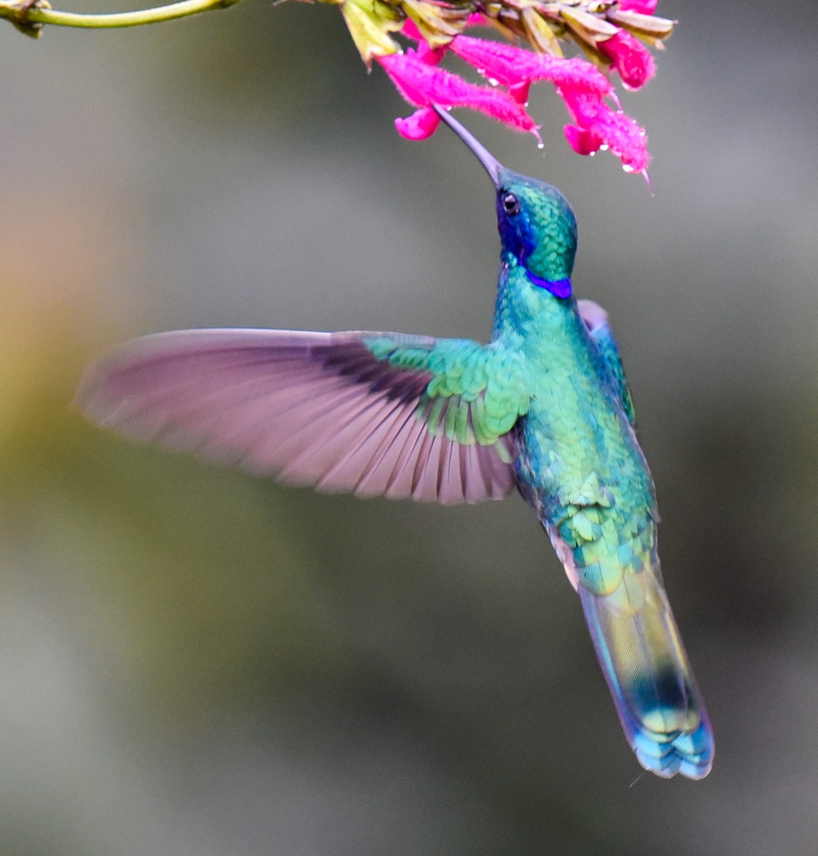 kolibřík modrolící - ML616614818