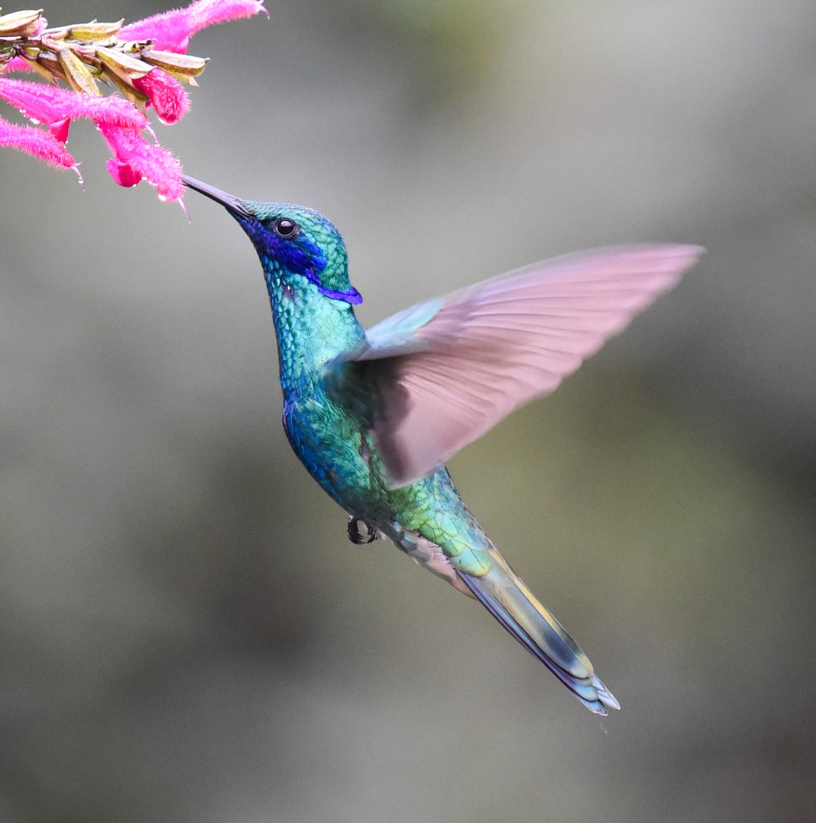 kolibřík modrolící - ML616614819