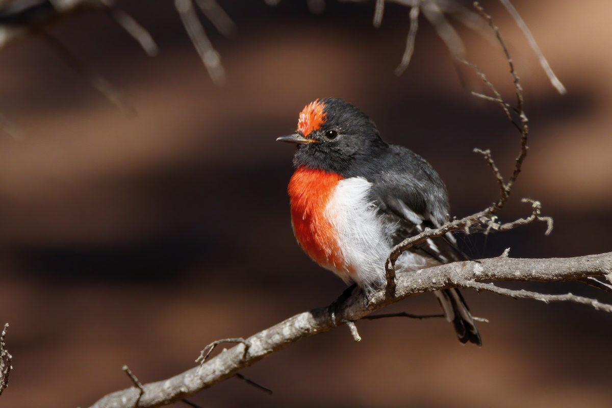Red-capped Robin - ML616614847