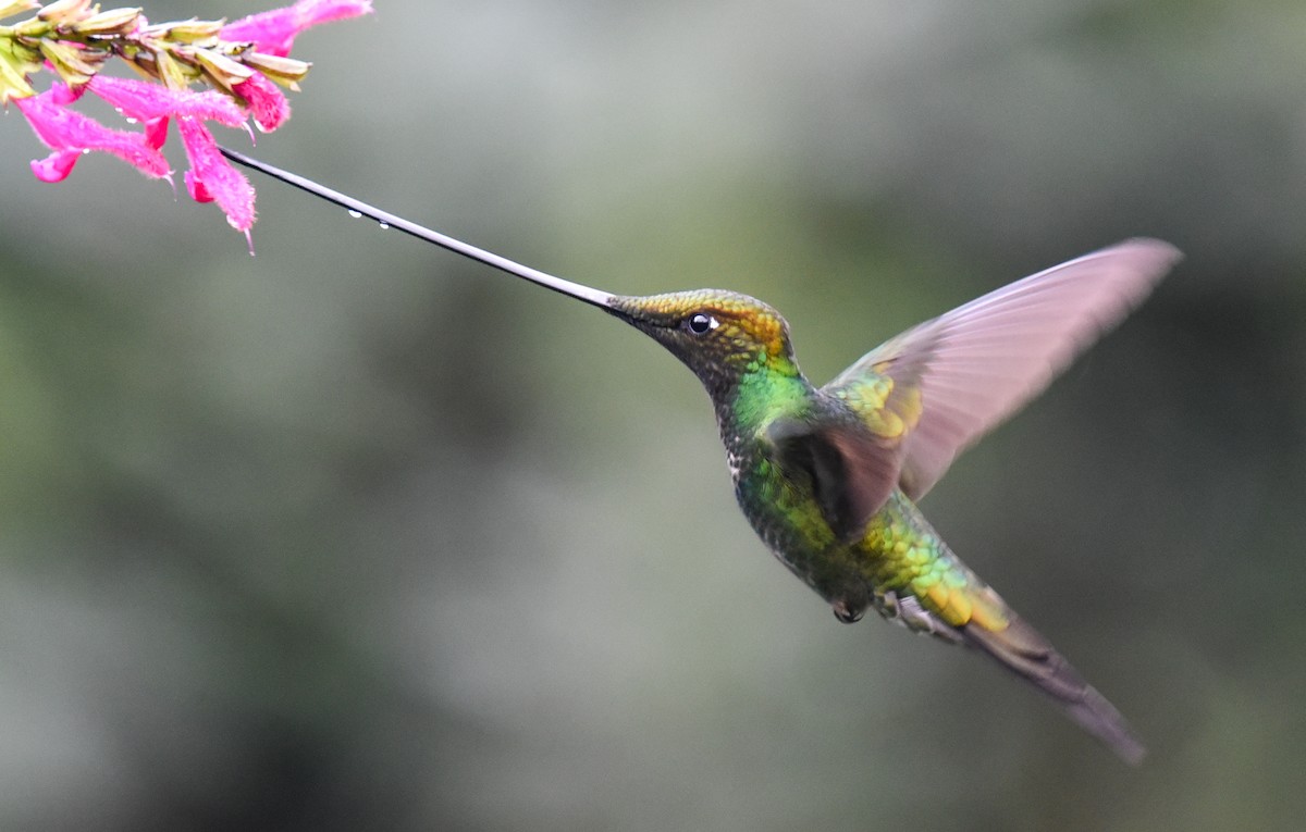 Sword-billed Hummingbird - Barbara Maytom