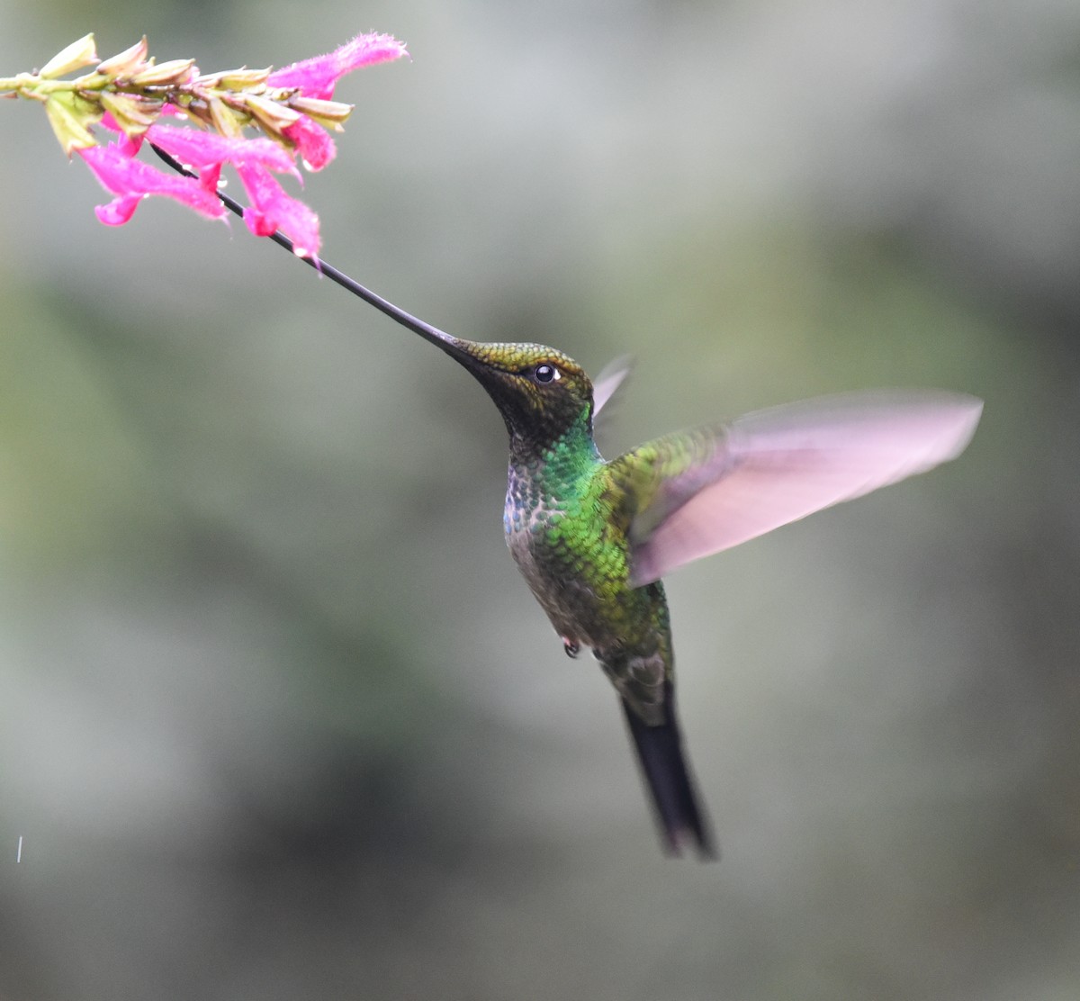 Sword-billed Hummingbird - Barbara Maytom