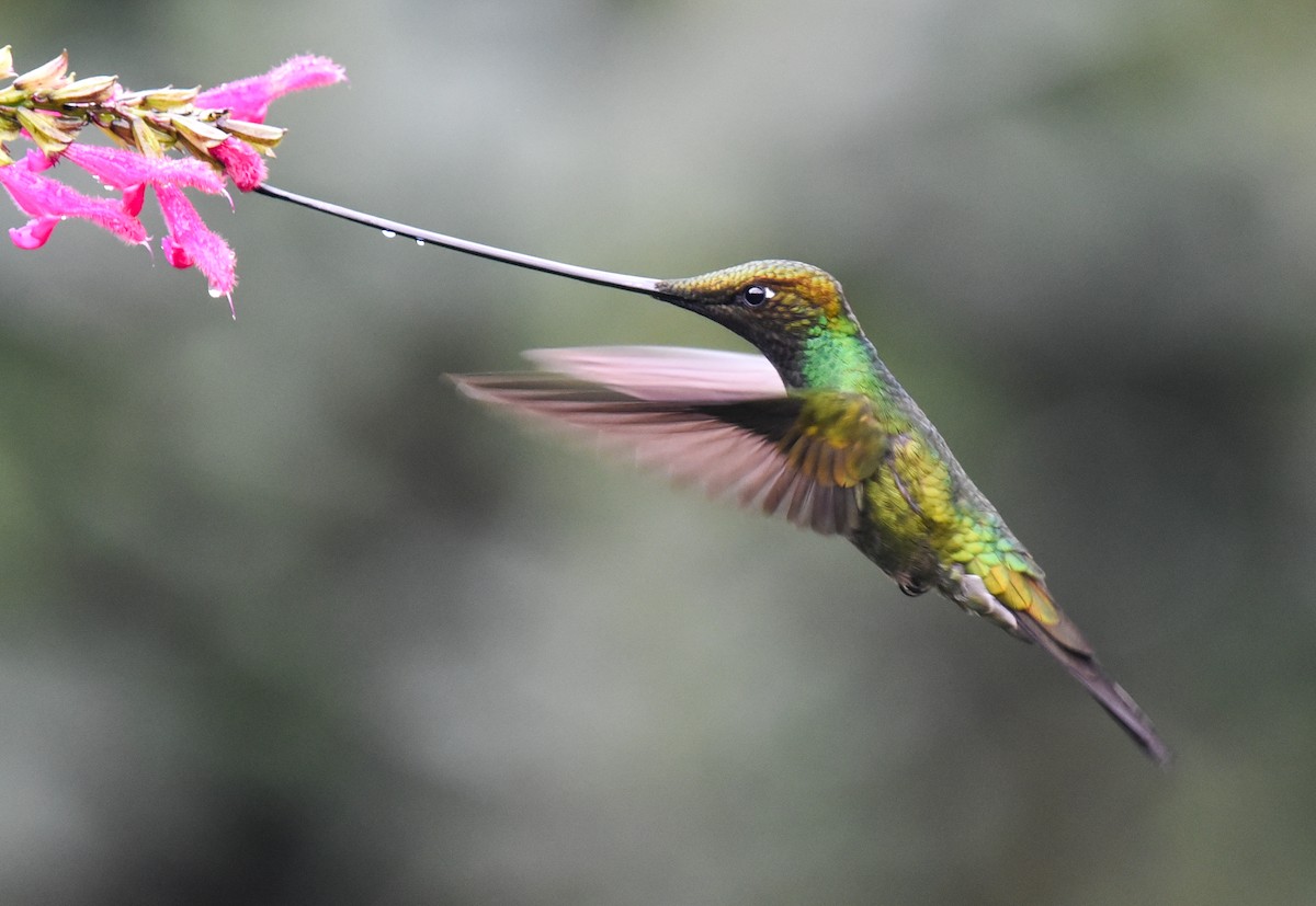 Sword-billed Hummingbird - ML616614887