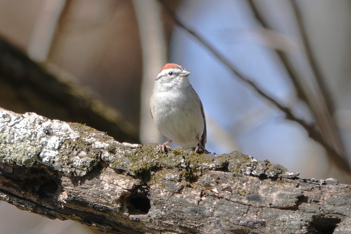 Chipping Sparrow - Lisa Todd