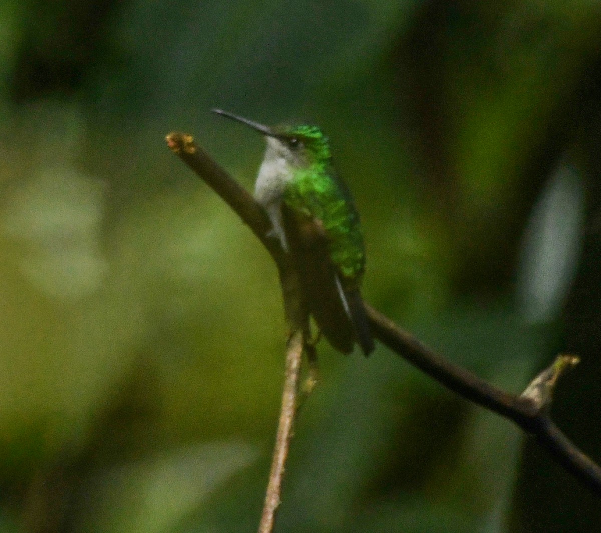 Stripe-tailed Hummingbird - Andres Paniagua