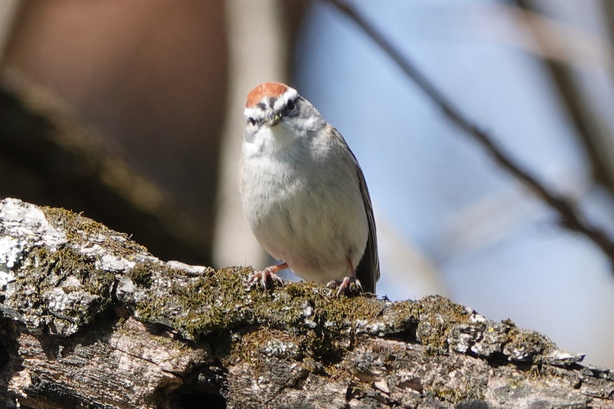 Chipping Sparrow - ML616614923