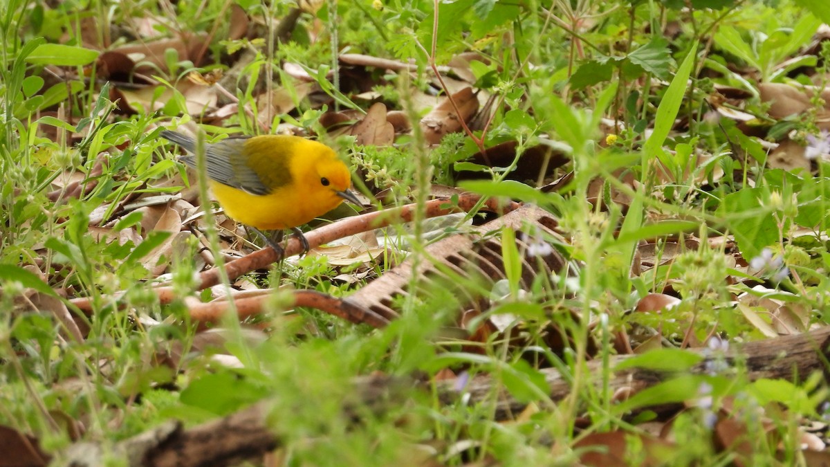 Prothonotary Warbler - Charlotte Chehotsky