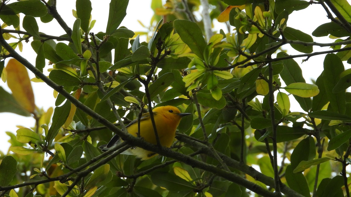 Prothonotary Warbler - Charlotte Chehotsky