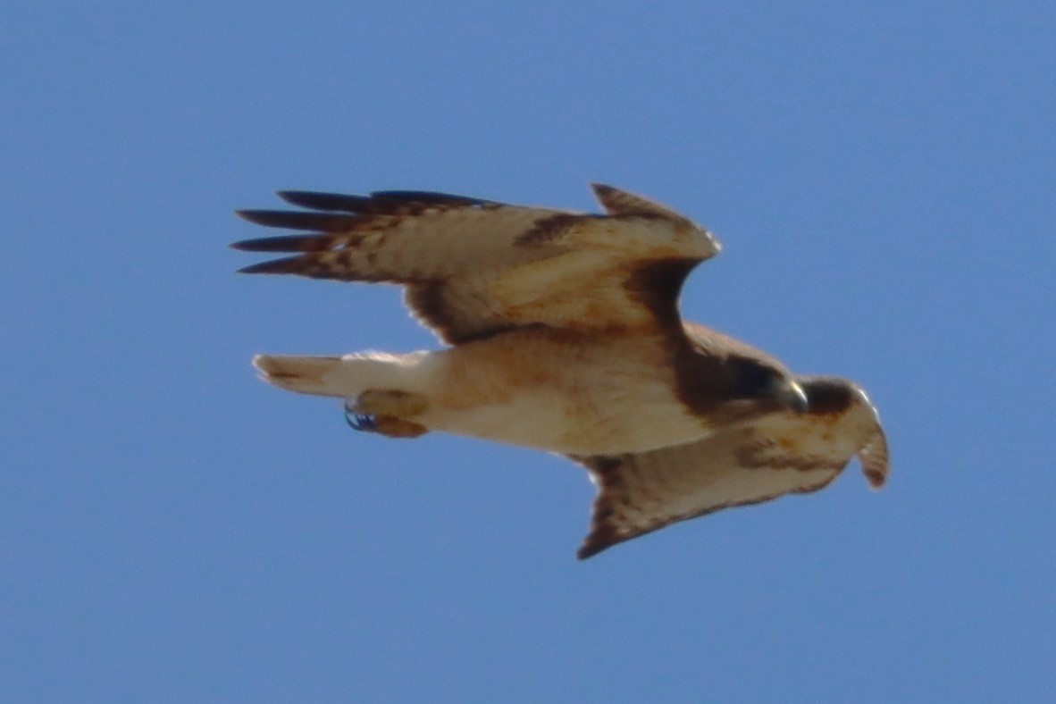 Red-tailed Hawk - ML616615006