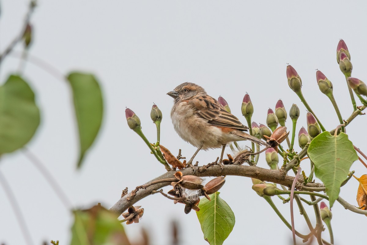 Kenya Rufous Sparrow - ML616615008