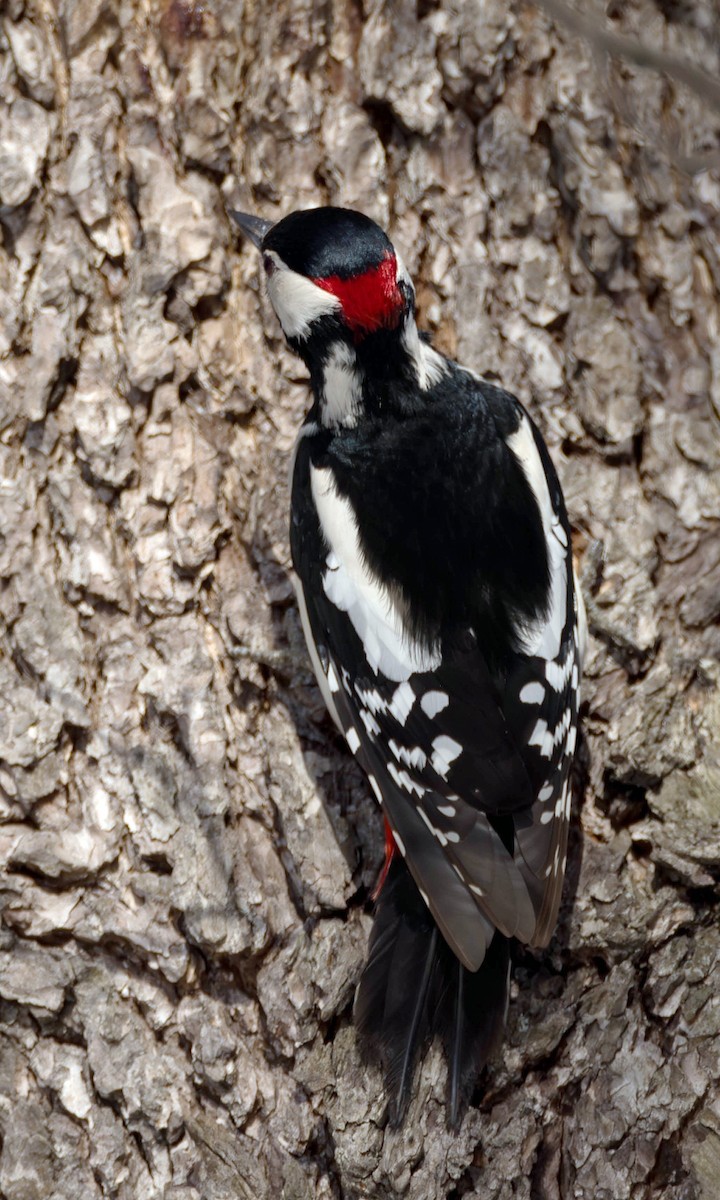 Great Spotted Woodpecker (Great Spotted) - ML616615055