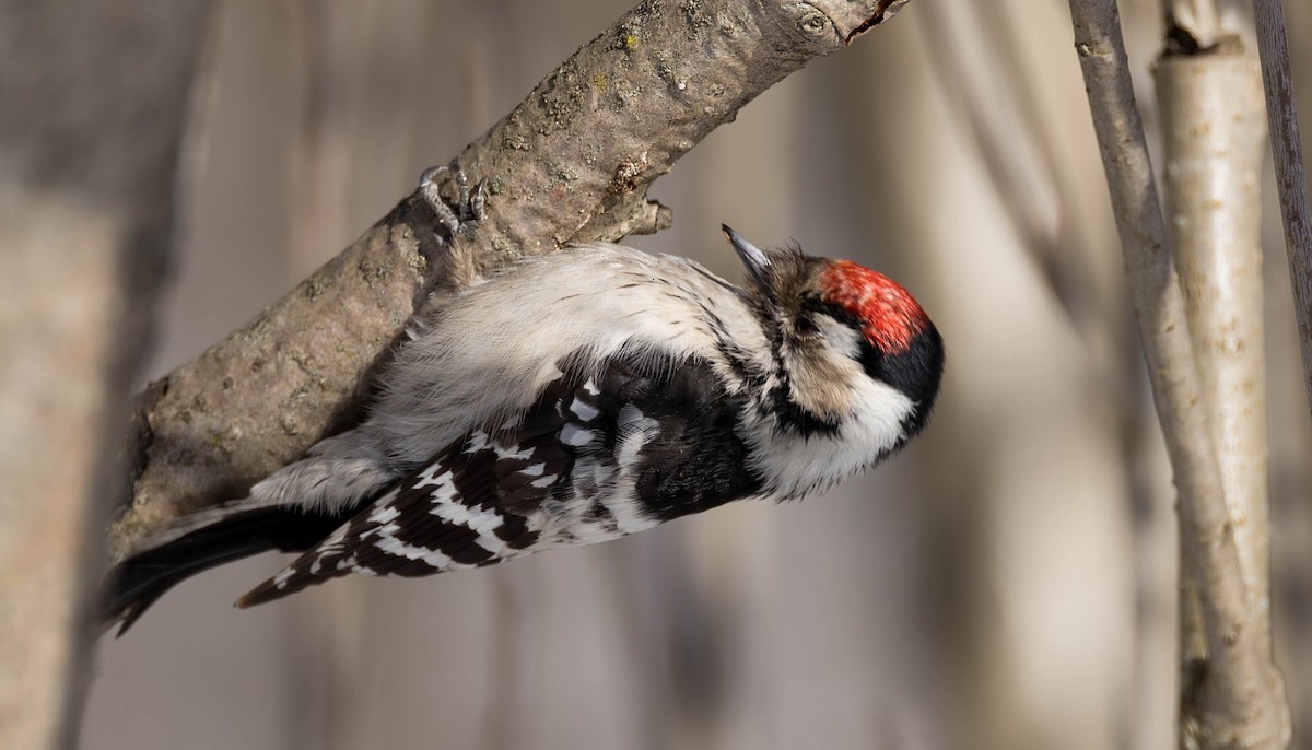 Lesser Spotted Woodpecker - ML616615059