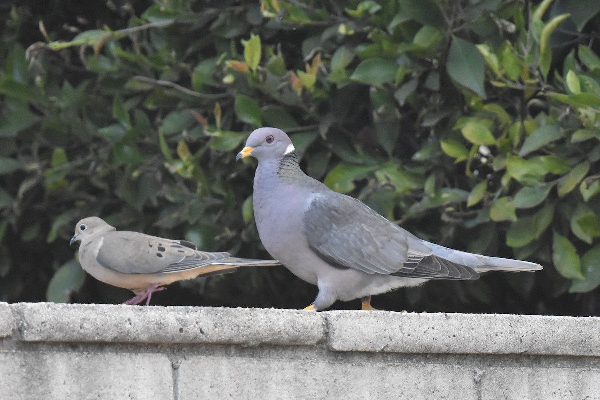 Band-tailed Pigeon - Naresh Satyan