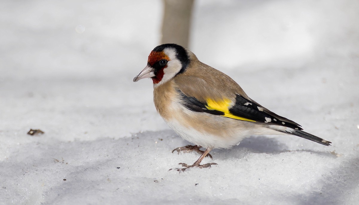 European Goldfinch (European) - ML616615071