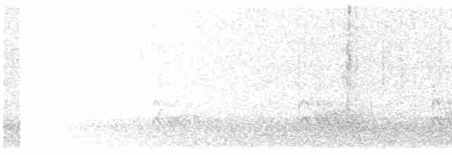 Goldstirnspecht (aurifrons) - ML616615075
