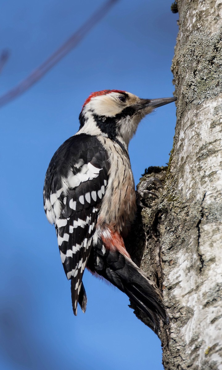 White-backed Woodpecker (White-backed) - ML616615077