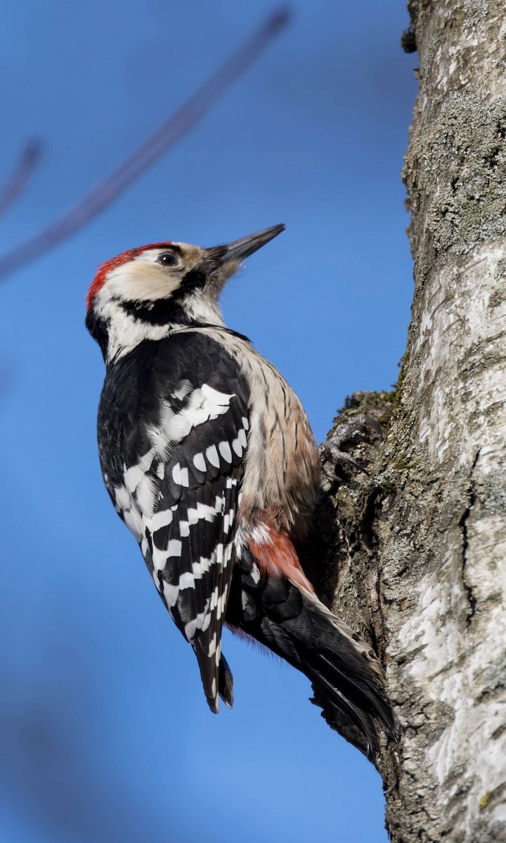 White-backed Woodpecker (White-backed) - ML616615078