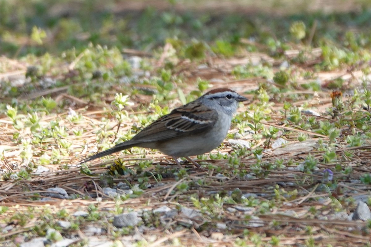 Chipping Sparrow - ML616615113