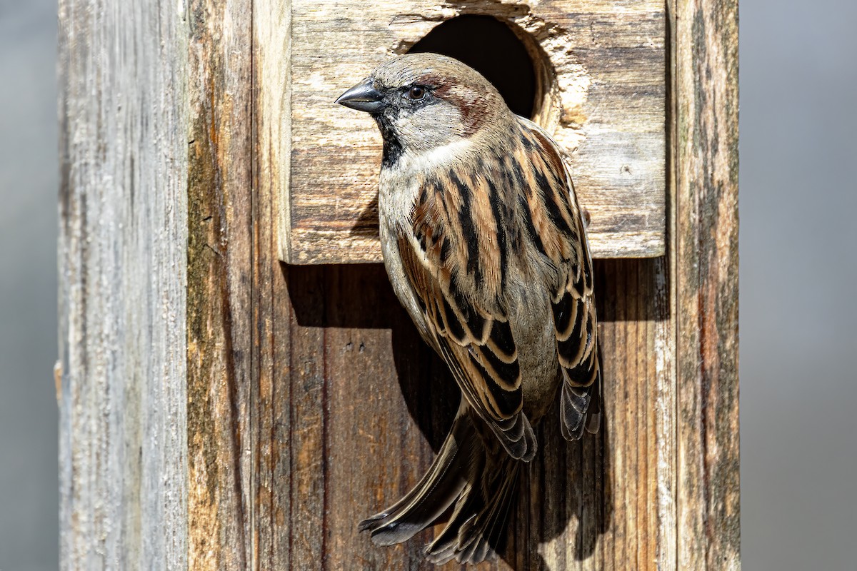 House Sparrow - ML616615122
