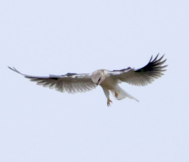 White-tailed Kite - Diane Etchison