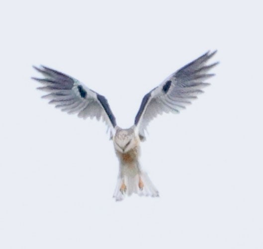White-tailed Kite - Diane Etchison