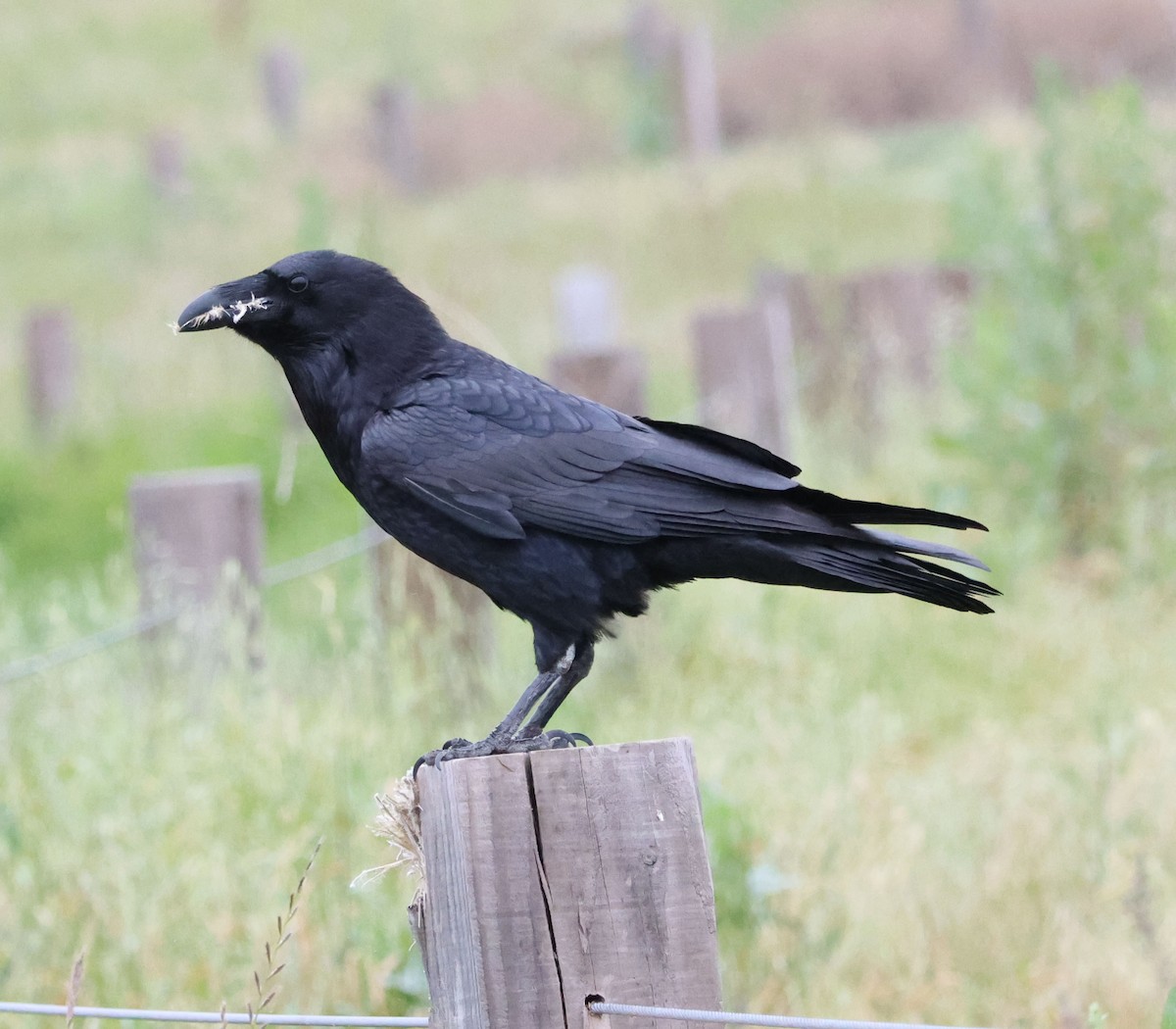 Common Raven - Diane Etchison