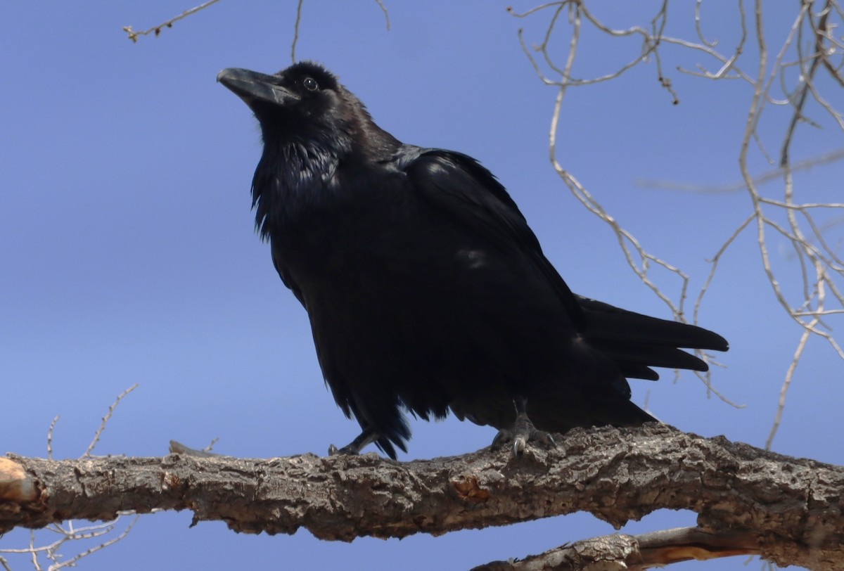 Common Raven - ML616615164