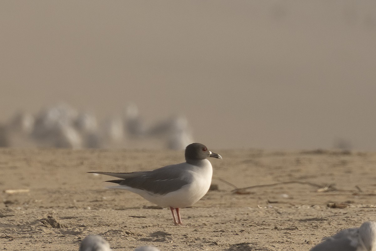 Swallow-tailed Gull - ML616615199
