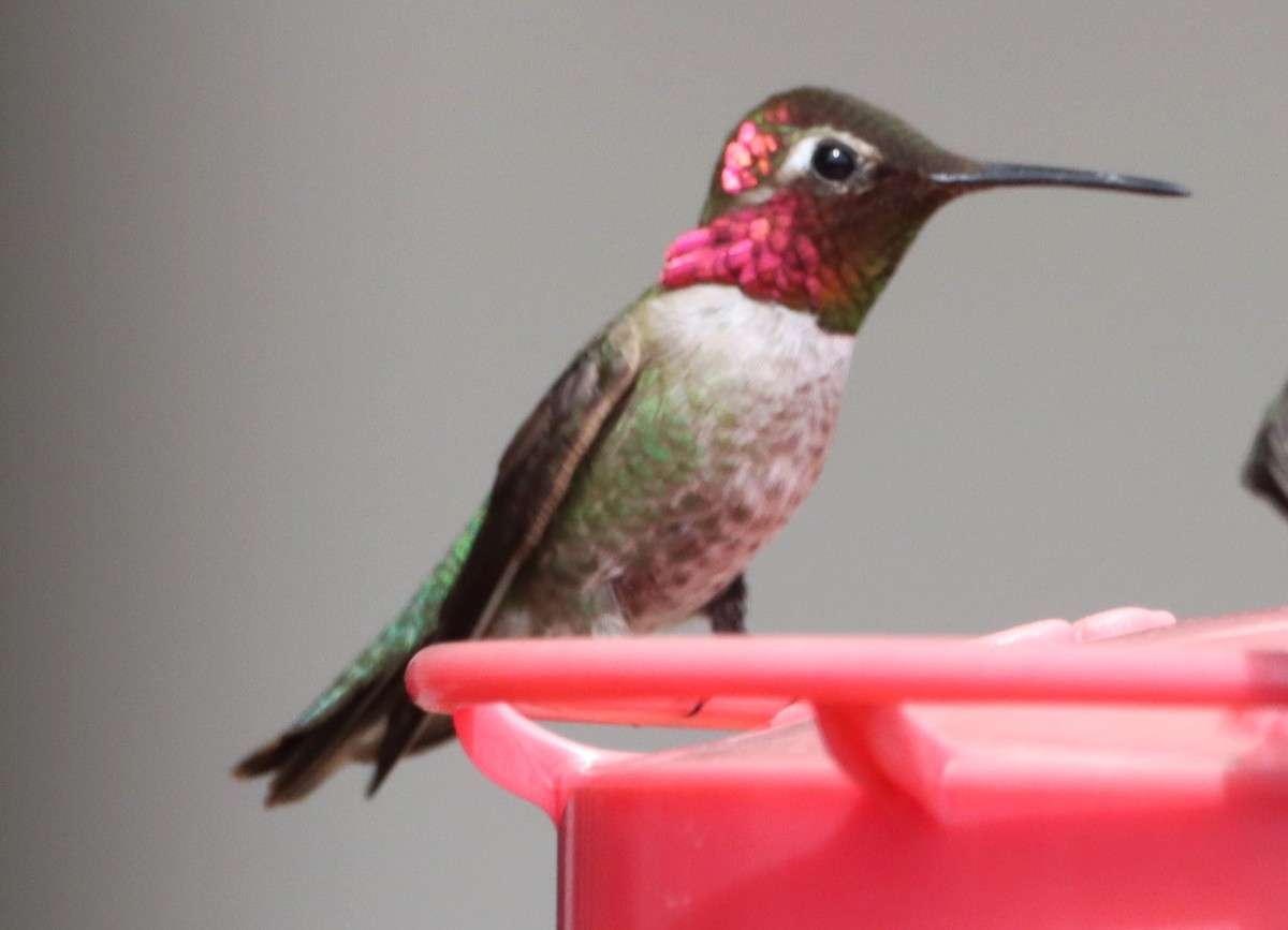 Anna's Hummingbird - ML616615236