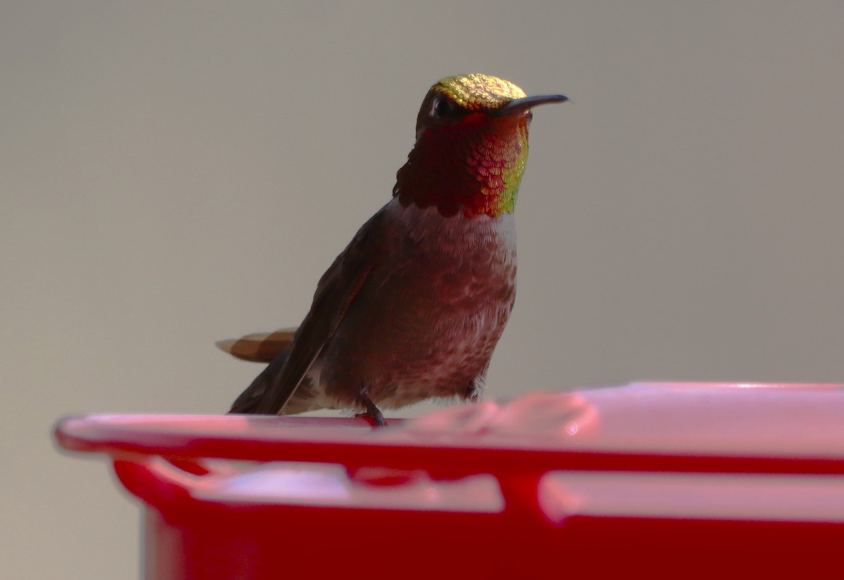 Anna's Hummingbird - ML616615237