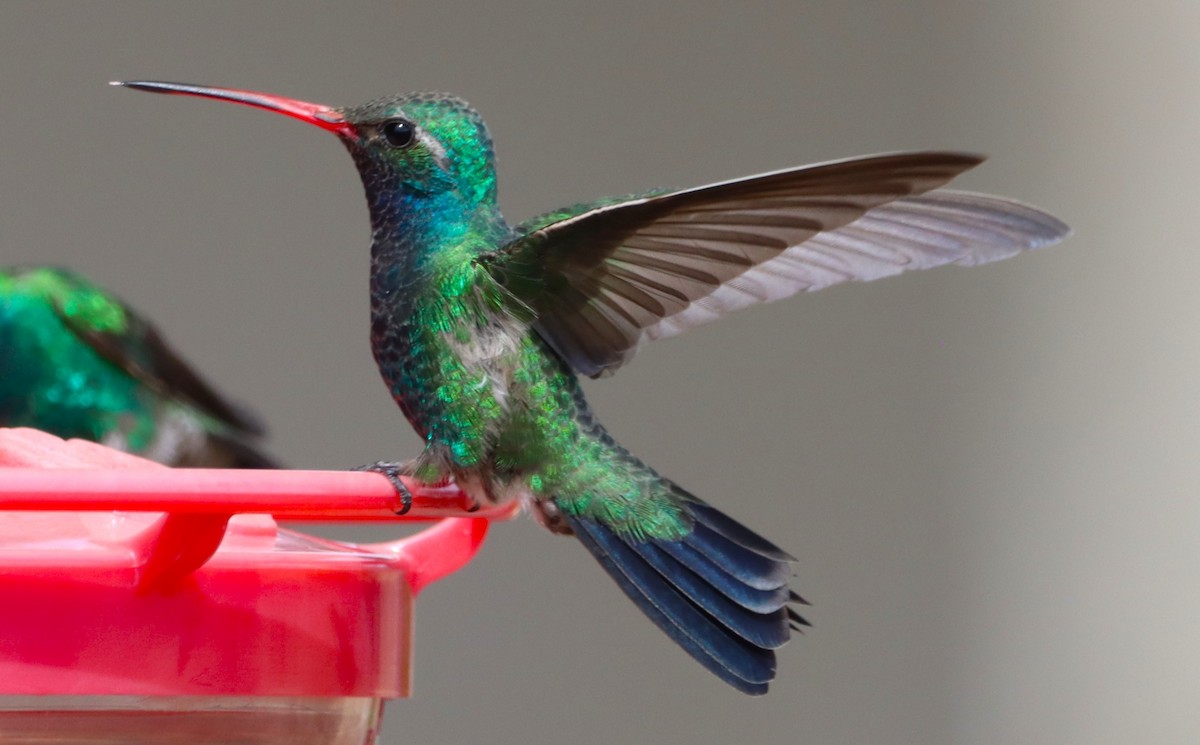 Broad-billed Hummingbird - ML616615240