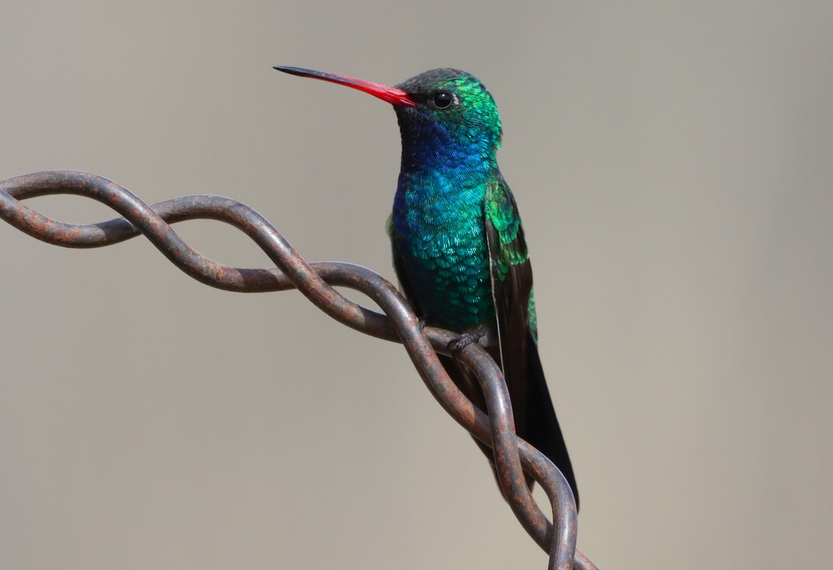 Broad-billed Hummingbird - ML616615241