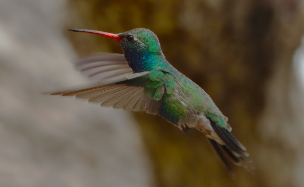 Broad-billed Hummingbird - ML616615242
