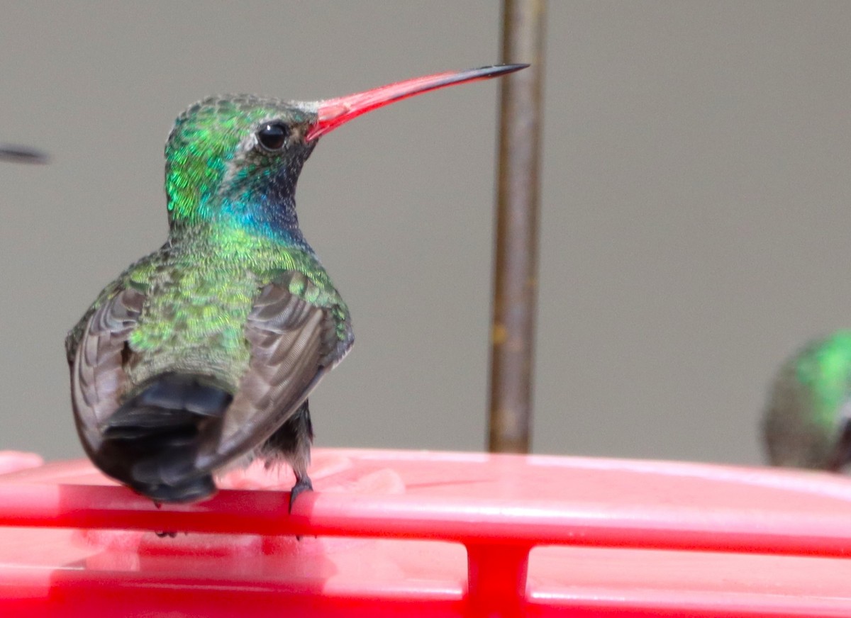 Broad-billed Hummingbird - ML616615243