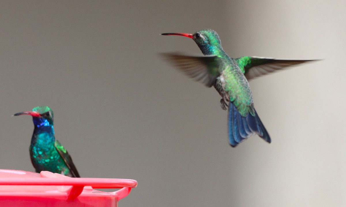 Broad-billed Hummingbird - ML616615244