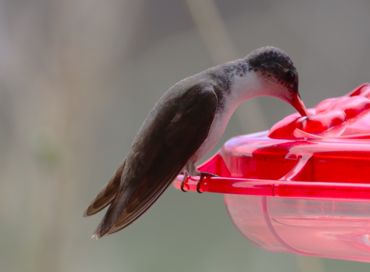 Violet-crowned Hummingbird - ML616615246
