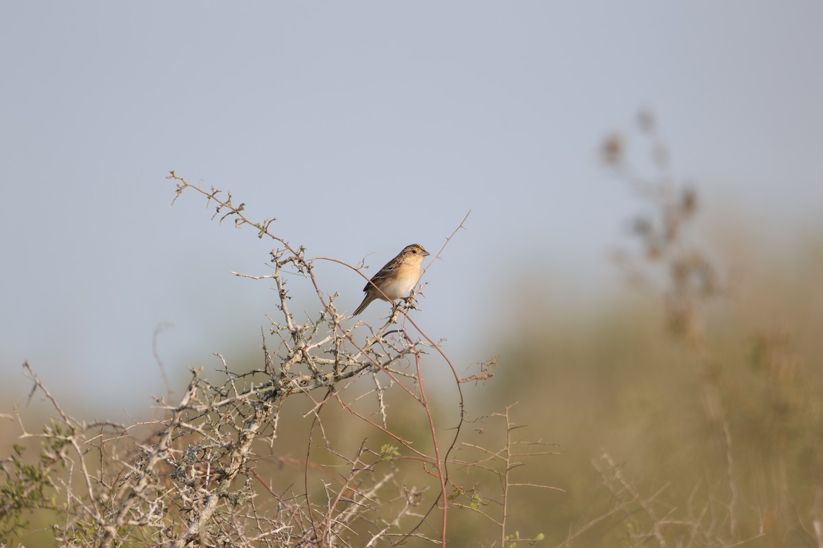 Grasshopper Sparrow - ML616615274