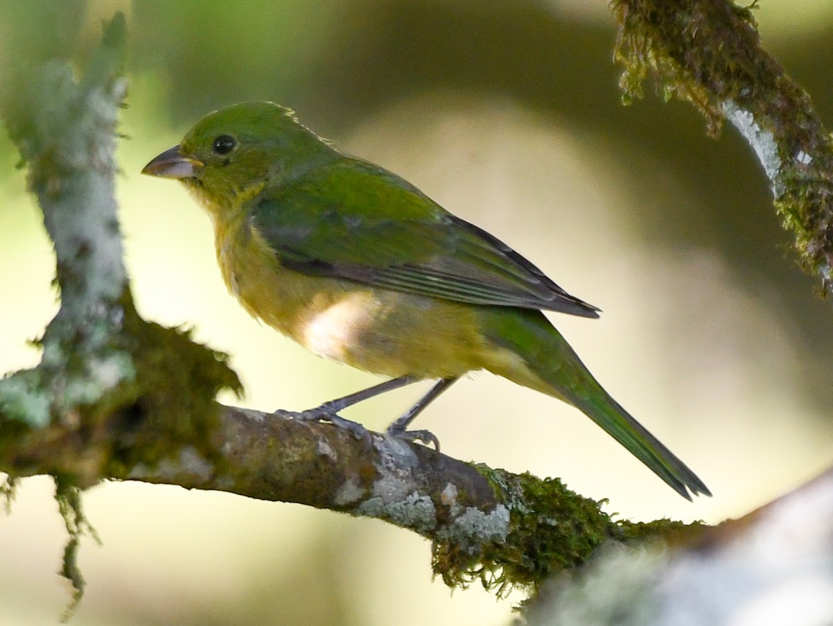 Painted Bunting - ML616615287