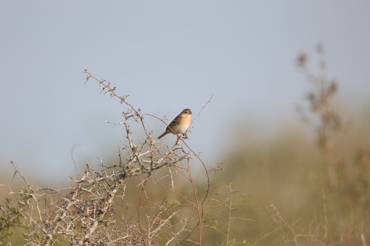 Grasshopper Sparrow - ML616615301