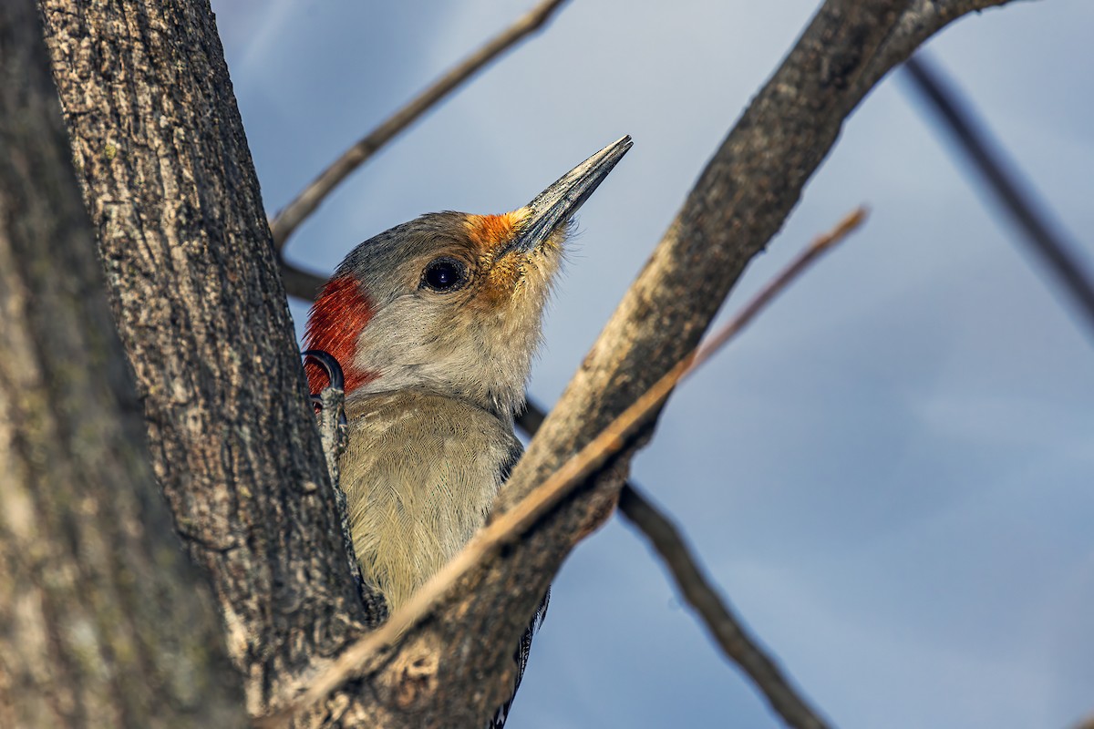 Red-bellied Woodpecker - ML616615311