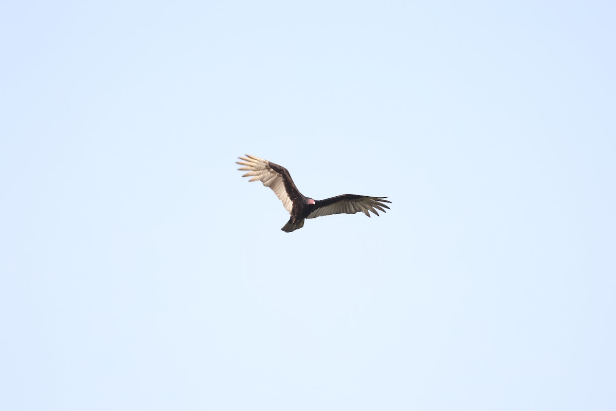 Turkey Vulture - ML616615328