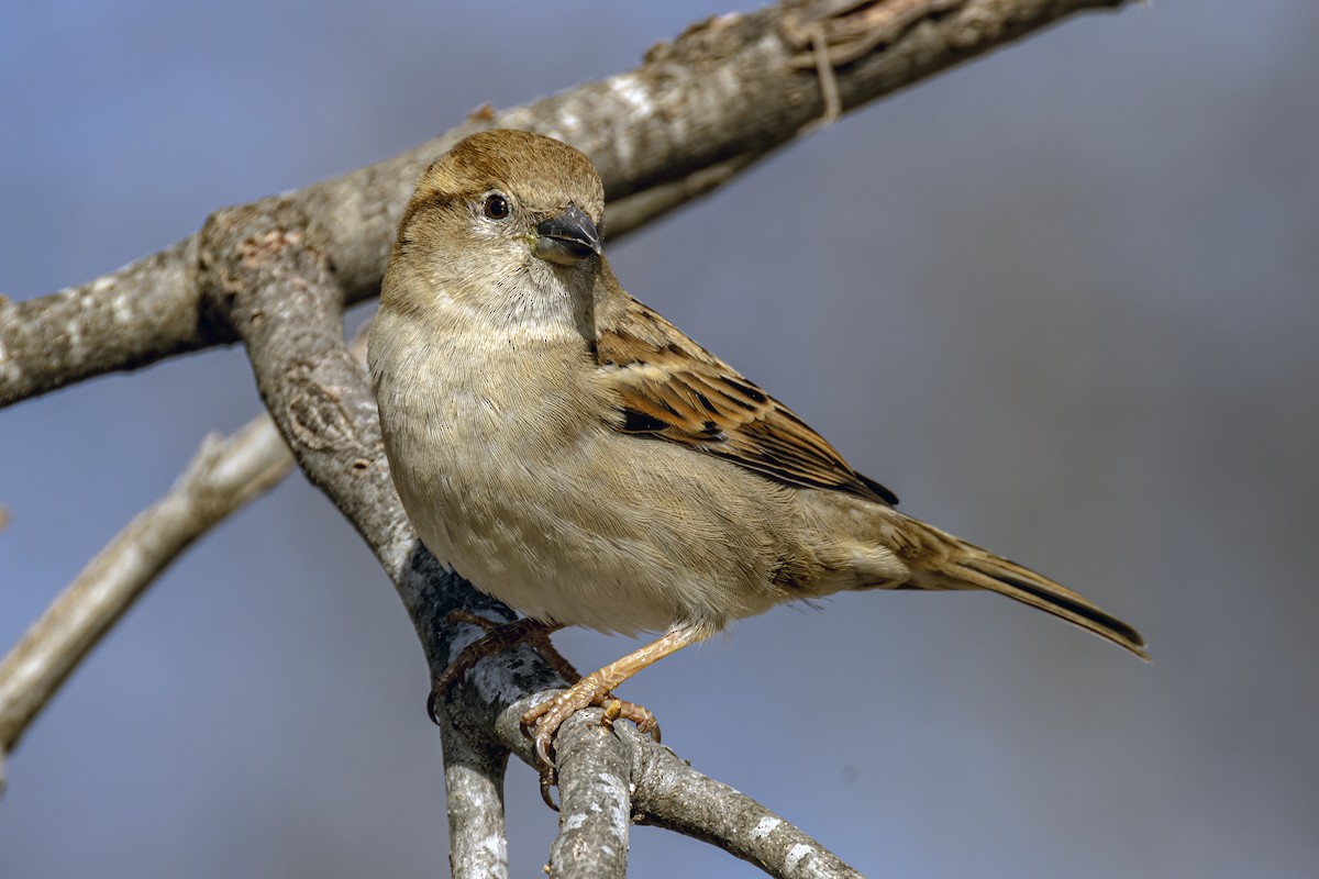 House Sparrow - Bob Church