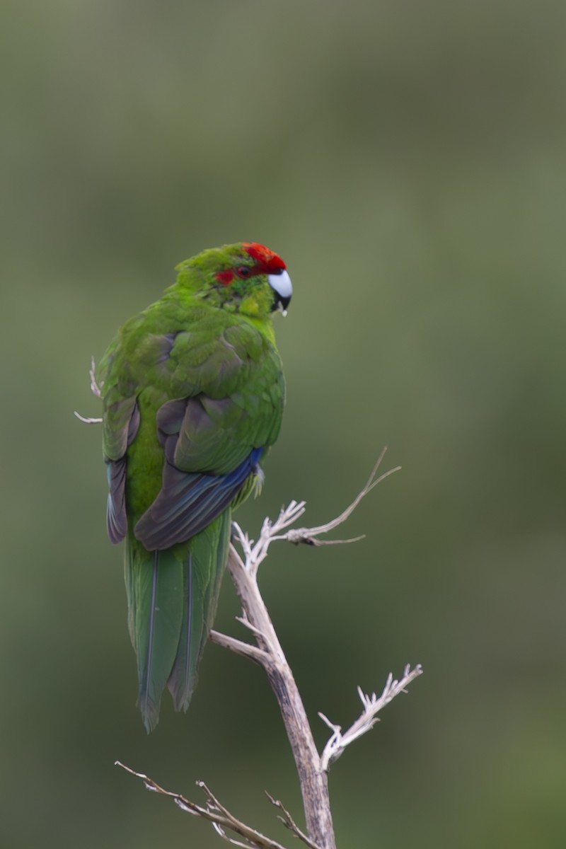 Red-crowned Parakeet - ML616615348