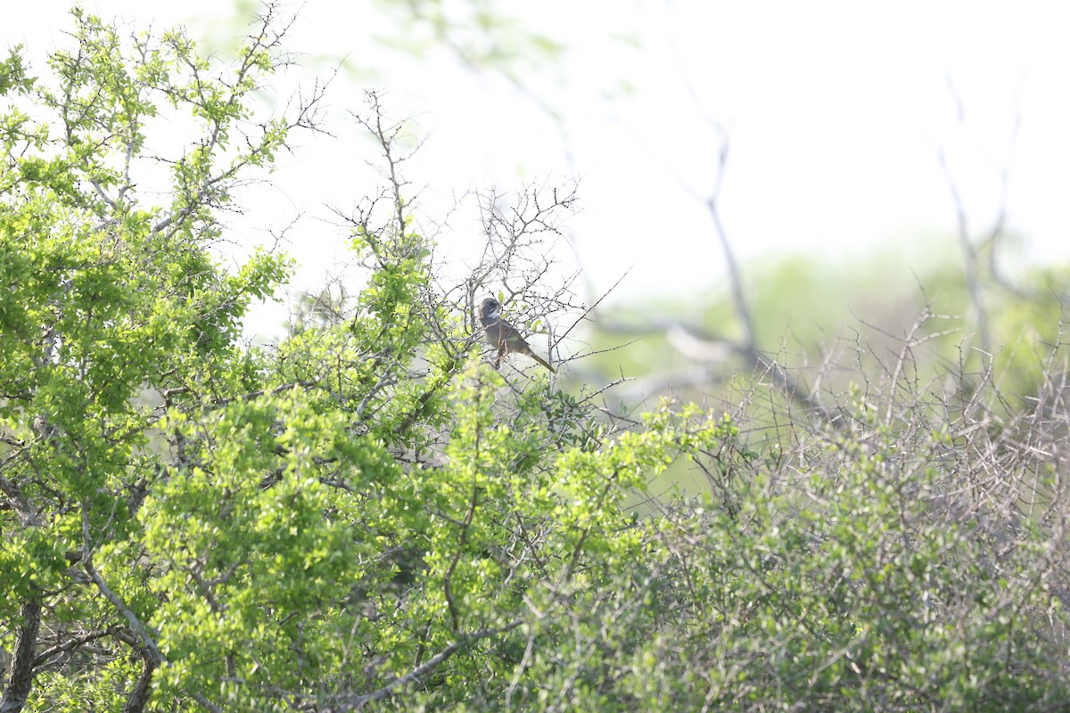 Green-tailed Towhee - ML616615351
