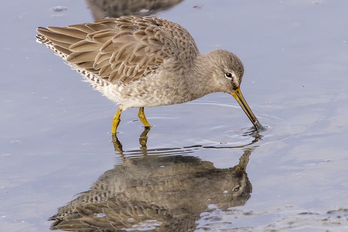 Long-billed Dowitcher - ML616615372