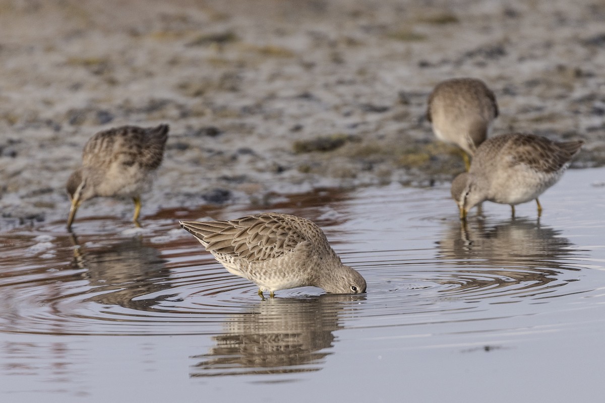 Long-billed Dowitcher - ML616615377