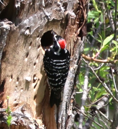 Nuttall's Woodpecker - ML616615386