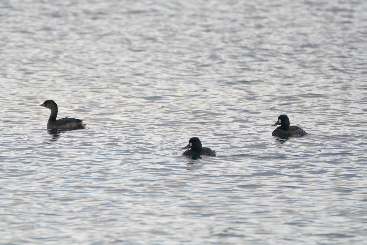 Greater/Lesser Scaup - ML616615399