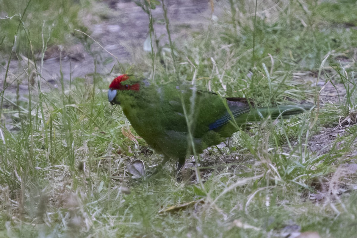 Red-crowned Parakeet - ML616615451