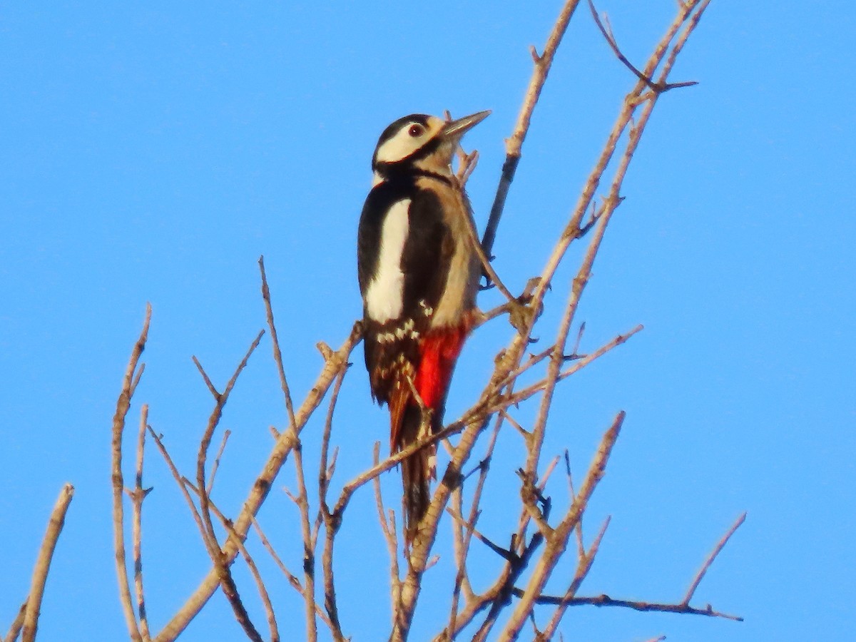 Great Spotted Woodpecker - ML616615466