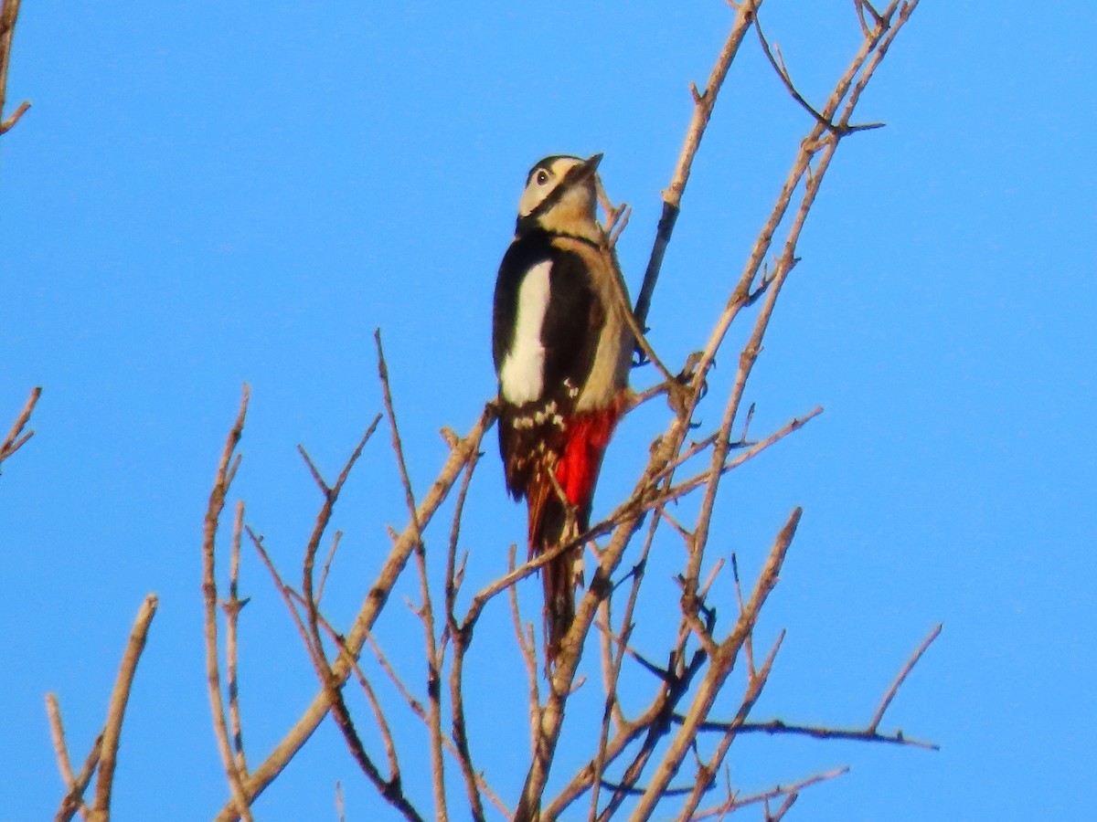 Great Spotted Woodpecker - ML616615468